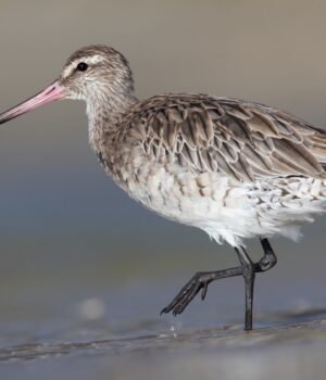 bar-tailed-godwit-1600x840-1.jpg