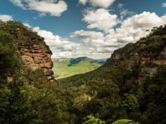 Um guarda florestal desce a um desfiladeiro australiano na esperança de documentar um pedaço típico de floresta tropical e encontra um grupo de árvores que foram perdidas para o mundo vivo há milhões de anos.