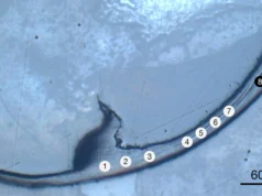Este antigo verme marinho tem mandíbulas “biometálicas” que os cientistas nunca viram