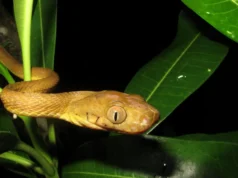 A diversidade genética oculta ajudou cobras arbóreas endogâmicas marrons a conquistar Guam