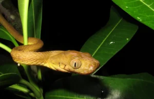A diversidade genética oculta ajudou cobras arbóreas endogâmicas marrons a conquistar Guam