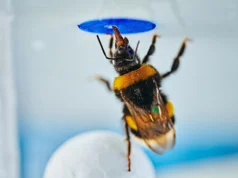 Cientistas ficam perplexos quando abelhas resolvem um clássico teste de inteligência