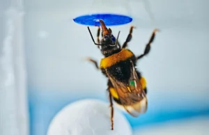 Cientistas ficam perplexos quando abelhas resolvem um clássico teste de inteligência