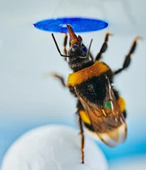 bumble-bee-problem-solving-experiment.webp