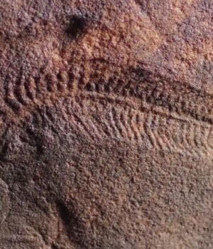c-1b-spriggina-floundersi-fossil-evans.jpg
