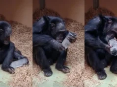 Por que as pessoas coletam cristais há 780 mil anos? Os chimpanzés podem ter a resposta