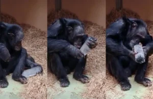Por que as pessoas coletam cristais há 780 mil anos? Os chimpanzés podem ter a resposta