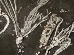 Cientistas encontraram fósseis ultra-raros de tecidos moles de um animal marinho de 450 milhões de anos