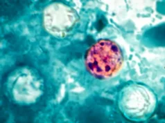 CDC adoece mais de 400 em busca da fonte do surto misterioso