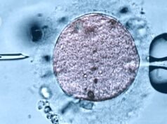 Clínicas de fertilidade estão oferecendo mitocôndrias jovens em técnica controversa de fertilidade