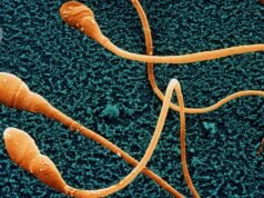 Esperma cultivado em laboratório: os cientistas estão cada vez mais perto do avanço da fertilidade