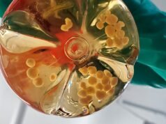 Os pesquisadores estão construindo computadores que funcionam com organoides cerebrais – mas negligenciaram uma importante questão ética