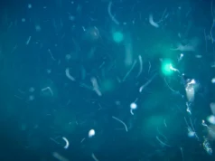 A vida marinha profunda tem uma fonte secreta de alimento que os cientistas nunca esperaram