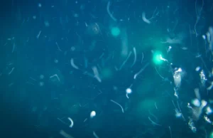 A vida marinha profunda tem uma fonte secreta de alimento que os cientistas nunca esperaram