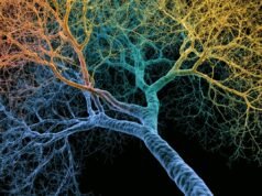 Dendritos ramificados são o segredo por trás da excelência cognitiva humana