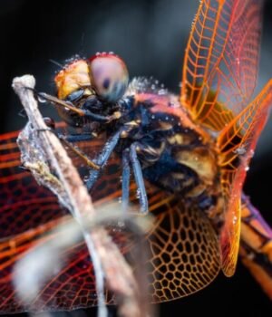 dragonfly1-1152x648.jpg