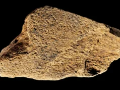 Martelo de osso de elefante de 500 mil anos mostra que os humanos antigos eram mestres na fabricação de ferramentas