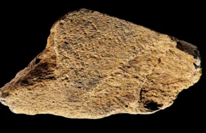 Martelo de osso de elefante de 500 mil anos mostra que os humanos antigos eram mestres na fabricação de ferramentas