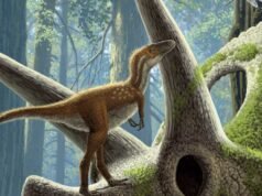Os filhotes de T. Rex não eram maiores que gatos domésticos – mas já eram mortais