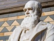 Atualizando Darwin: biólogos estão retornando a uma teoria mais antiga para explicar anomalias na evolução