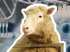 30 anos após o nascimento da ovelha Dolly, onde está agora a tecnologia de clonagem?