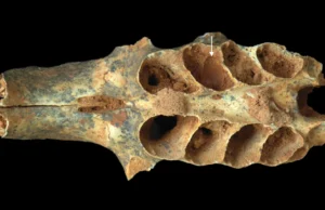 Abelhas antigas transformaram alvéolos dentários em pequenos berçários há 20 mil anos