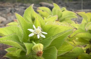 Cientistas viram a evolução se repetir nas Ilhas Galápagos