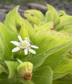 galapagos-islands-scalesia-plants.webp