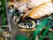 Segredos antigos desvendados no subsolo escondido a partir de fósseis de cobra excepcionalmente preservados com crânio intacto