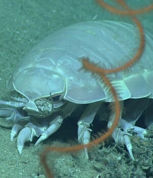 giant-isopod-survives-without-food.jpg