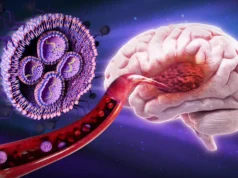 Esta terapia revestida de açúcar aumentou em 50% a sobrevivência dos ratos contra o câncer cerebral mortal