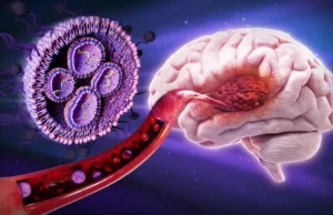 Esta terapia revestida de açúcar aumentou em 50% a sobrevivência dos ratos contra o câncer cerebral mortal