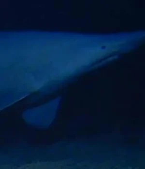 goblin-shark-near-tonga-trench.webp