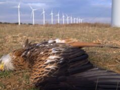 As turbinas eólicas do Wyoming mataram mais de 23.000 pássaros e morcegos no ano passado
