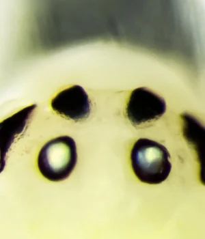 happy-face-spider.webp