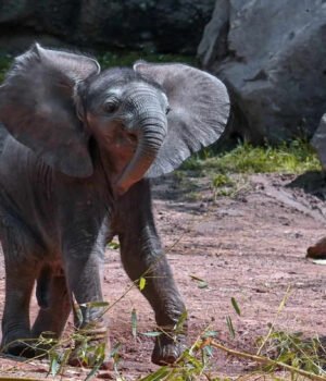 https2F2Fmedia.zenfs_.com2Fen2Fa_z_animals_articles_5982Fe4820e00adece5e727520a8079c6cc7b.jpeg