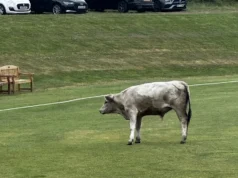 Partida de críquete abandonada após corrida de touros