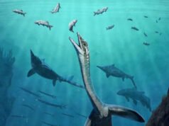 Fósseis chineses mostram órgãos internos de répteis marinhos pré-históricos