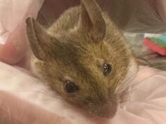 Um rato do campo na Inglaterra sobrevive a um ataque de gato, recebe tratamento e é devolvido à natureza