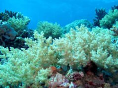 Drones subaquáticos encontram recife de coral do Benin há muito considerado morto e repleto de vida