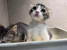 12 gatinhos encontrados na beira da estrada com irmãos, Woodstock prosperando apenas 2 semanas após a adoção