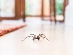 Por que você nunca deve matar aranhas em sua casa, segundo um entomologista