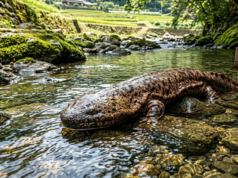 O misterioso animal de 3,5 milhões de anos encontrado no Japão é um ‘gigante’ nunca visto antes