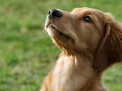 Os cães não veem o mundo em preto e branco: eles veem o vermelho-verde como uma pessoa daltônica, em azul e amarelo – os vermelhos e verdes são apenas marrons e cinzas borrados, mas as cores estão muito mais ali.