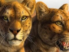 Os primeiros gatos com dentes de sabre ganham uma nova cara após décadas de mistério