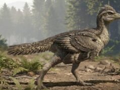 Novos fósseis do Jurássico revelam como os pássaros perderam as caudas dos dinossauros