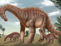 Paleontólogos descobriram uma nova espécie de titanossauro no Uruguai