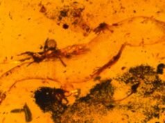 A lagartixa macho mais antiga conhecida foi encontrada preservada em âmbar de Kachin