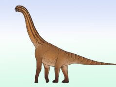 Um pequeno dinossauro saurópode do período Jurássico descoberto na Índia