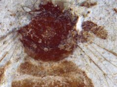 Abelha fóssil japonesa preenche lacuna de dois milhões de anos na história das abelhas